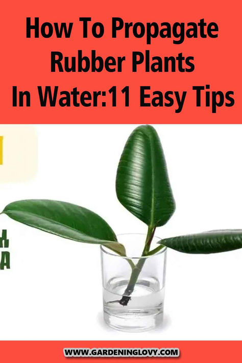 Rubber trees are loved by most as they bring luck into a house, so people love propagating them. In this blog, learn how to propagate rubber plants in water and much more. Propagating Plants In Water Tips, Best Plants To Propagate In Water, Rubber Tree Propagation, Rubber Plant Propagation, How To Propagate A Rubber Tree Plant, Propagate Rubber Tree, Rubber Tree Plant Propagation, Propagate Rubber Plant, Easiest Plants To Propagate In Water