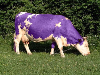 purple cow! Purple Animals, Purple Cow, Blue Milk, Cows Funny, Purple Love, All Things Purple, Purple Rain, Purple And White, Shades Of Purple