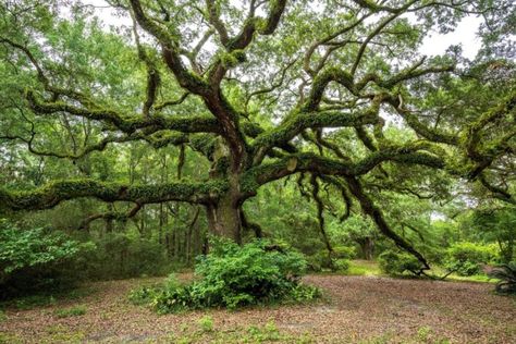 Magical Nature, Coastal Plain, Ocean Springs, Live Oak Trees, Petrified Forest, Old Fort, Front Gates, Old Trees, Oak Trees