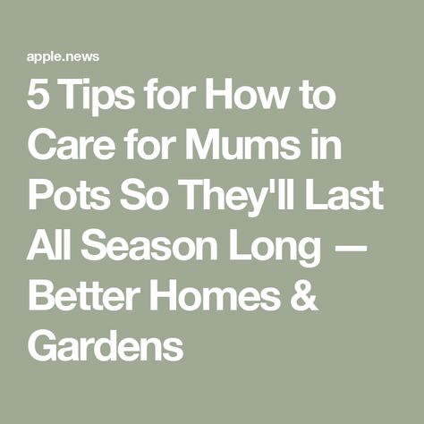 5 Tips for How to Care for Mums in Pots So They'll Last All Season Long — Better Homes & Gardens Caring For Mums In Pots, Caring For Mums, Better Homes, Better Homes And Gardens, Fall Flowers, Home And Garden