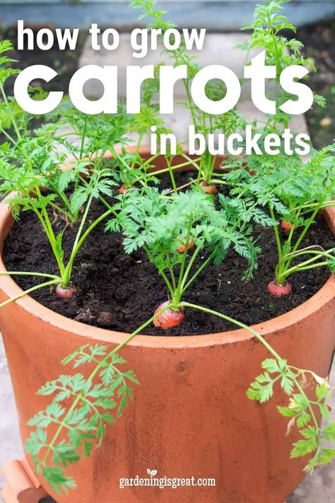 How to Grow Carrots in a Bucket | Gardening is Great Vegetables In Containers, Grow Carrots, How To Grow Vegetables, How To Plant Carrots, Carrot Gardening, Growing Carrots, Bucket Gardening, Container Vegetables, Carrot Cake Cupcakes