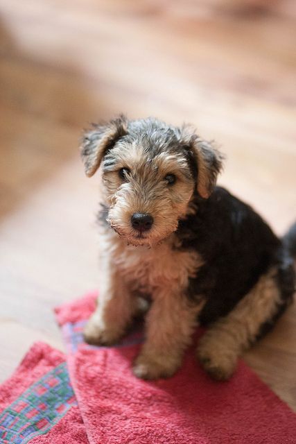 This little Airedale will grow up to be: Outgoing - Alert - Friendly - Confident -Courageous & Intelligent. Airedale Terrier Puppies, Welsh Terrier, Terrier Puppy, Airedale Terrier, Terrier Dog, Terrier Dogs, Dog Breed, Beautiful Dogs, Rottweiler