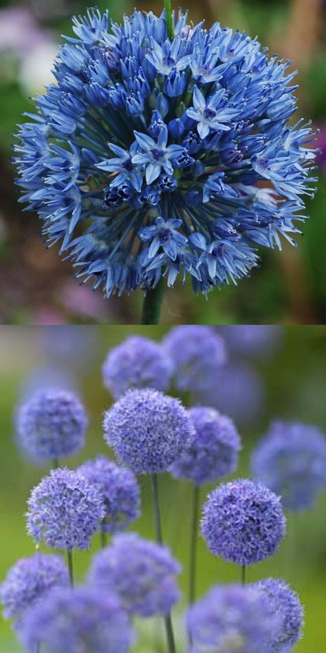 Allium caeruleum/azureum (Allium bleu) Allium Caeruleum, My Secret Garden, Secret Garden, Dandelion, Plants, Flowers, Floral