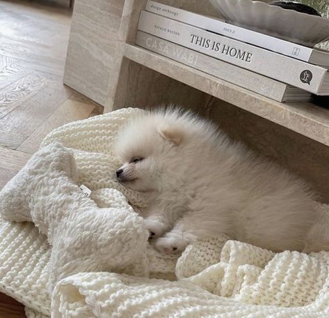 Cute Pomeranian, Cute Little Puppies, Fluffy Dogs, Pomeranian Puppy, White Dog, Lovey Dovey, Baby Puppies, Little Puppies