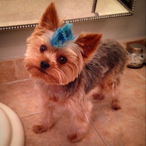 The cutest thing ever. So doing this to my Buddy Ech! Yorkie Mohawk Haircut, Ball Coloring Pages, Yorkie Haircut, Yorkie Cuts, Yorkie Haircuts, Dog Grooming Styles, Dogs Stuff, Dog Haircuts, Yorkie Poo