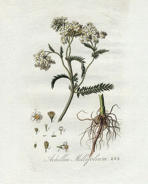 Harvest Prayer, Botany Illustration, Sage Herb, Tea For Colds, Herbal Education, Plant Magic, Achillea Millefolium, Plant Medicine, How To Relieve Headaches