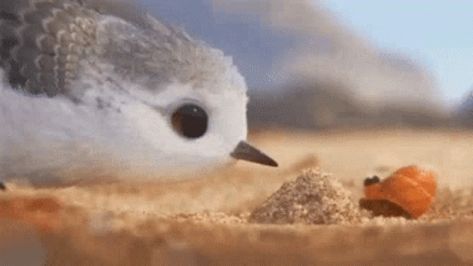 Boop GIF - Boop - Discover & Share GIFs Piper Pixar, Pixar Shorts, Disney Shorts, Short Movie, Disney And Dreamworks, Disney Love, Disney Magic, 귀여운 동물, Animated Movies