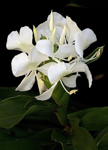 Mariposas. Flor nacional de Cuba Butterfly.National flower. Cuba Cuban National Flower, Mariposa Flower Cuba, Cuban Flowers, Cuban Heritage, Fairchild Tropical Botanic Garden, Virtual Flowers, National Flower, Botanic Garden, Exotic Flowers