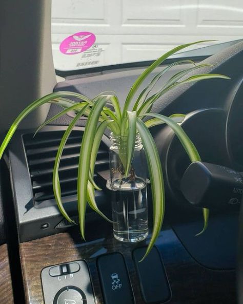 9 Amazing Plants You Can Grow in Car | Balcony Garden Web Car Garden Ideas, Diy Car Decor Interior, Creative Car, Cool Car Decorations, Car Interior Decoration, Plants For Car, Van Plants, Earthy Car Interior, Car Garden