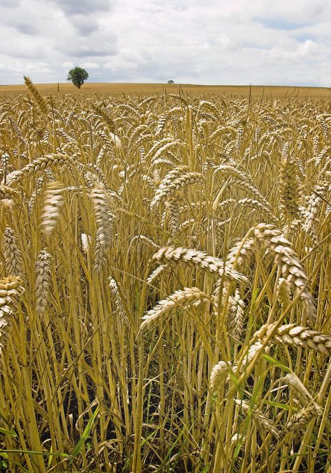 Barley Plant, John Barleycorn, Barley Field, Corn Fields, Splash Pad, Crop Image, Barley, Alchemy, Card Templates