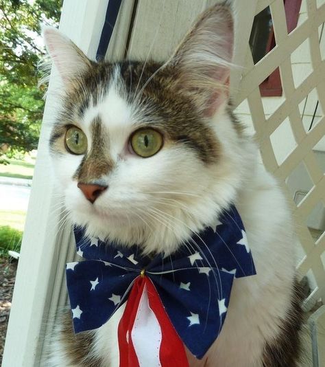 Patriotic Cupcake, 4th Of July Images, Patriotic Cat, Patriotic Bows, Siamese Kittens, Cat Holidays, Cat Fashion, Cat Adoption, Cats Meow