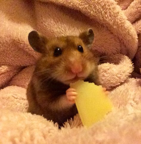 Rat Eating Cheese, Goofy Pfps, Mouse Eating Cheese, Mouse Eating, Mouse With Cheese, Mouse And Cheese, Cute Potato, A Hamster, Syrian Hamster