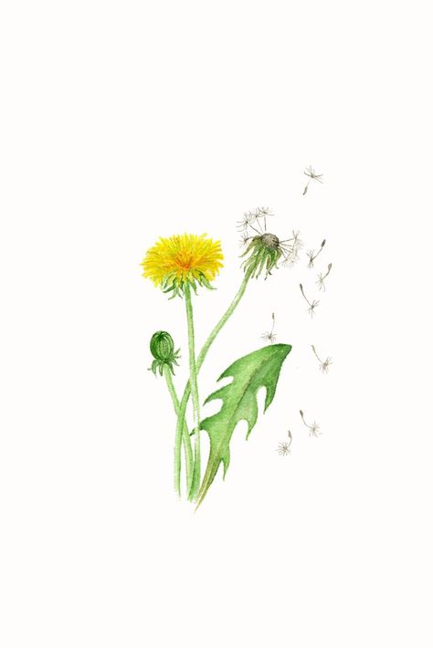 Dandelion Fluff Drawing, Yellow Dandelion Tattoo Design, Danlion Flower Drawing, How To Paint A Dandelion, Dandelion Art Drawing, Dandelion Drawing Watercolor, Dandelions Drawings, Dandelion Watercolor Painting, Dandelion Aesthetic Art