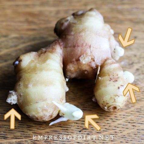 Regrow Ginger Root, Ginger Planting, Planting Ginger Root, Planting Ginger, Regrow Ginger, Growing Ginger Indoors, Herbal Garden, Ginger Rhizome, Ginger Roots