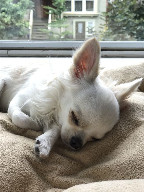 'My beautiful White Chihuahua Sleeps like Snow White.'💜 White Chihuahua Puppy, White Chiwawa, Teacup Chihuahua Puppies, White Chihuahua, Baby Chihuahua, Chihuahua Lover, Cute Chihuahua, Chihuahua Love, Chihuahua Puppies