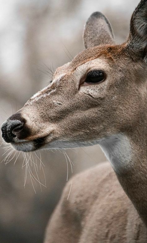 Whitetail Deer Photography, Deer Photography, Deer Drawing, Fawns Deer, Deer Photos, Deer Doe, Nose Drawing, Mechanical Art, Walking Out