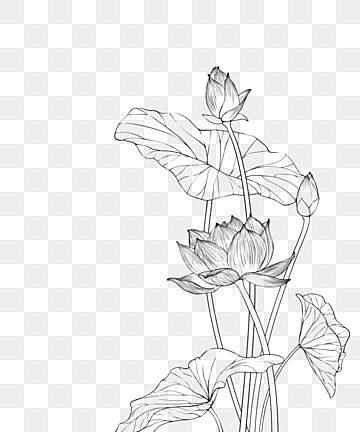 line drawing flowers blooming lotus leaf,line draft,black and white flowers Flower Blooming Drawing, Lotus Leaf Drawing, Lotus Line Drawing, Lotus Flower Line Art, Lotus Black And White, Lotus Line Art, Line Drawing Flowers, Lotus Drawing, Wing Drawing