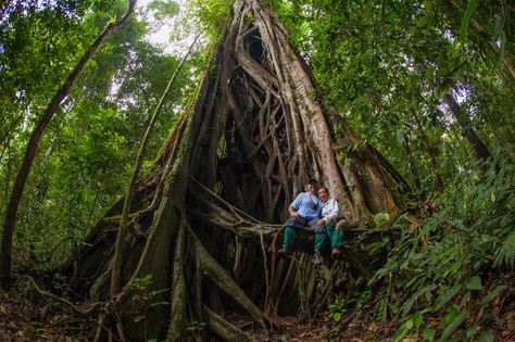 Borneo Rainforest Borneo Rainforest, National Geographic Photographers, Design Sheet, Sticky Rice, Traditional Clothing, Brunei, Southeast Asia, National Geographic, Just Go