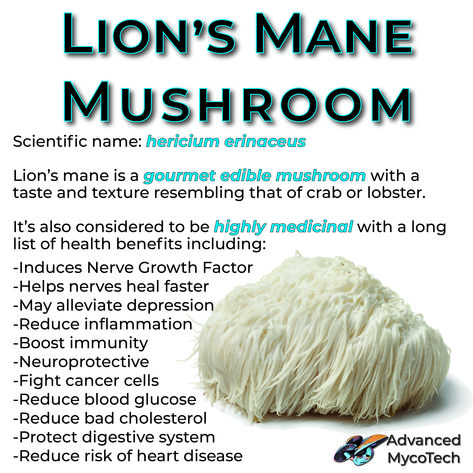 Mushrooms Lions Mane, Health Benefits Of Lions Mane, Growing Lions Mane Mushrooms At Home, How To Grow Lions Mane Mushrooms At Home, Lion’s Mane Benefits, Lions Mane Benefits For Women, Benefits Of Lions Mane Mushroom, Lion's Mane Mushrooms, Lions Main Mushroom Benefits