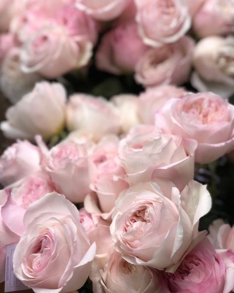 Garden Roses Direct’s Instagram post: “Variety: Keira⁠⠀ (Ausboxer)⁠⠀ ​⁠⠀ Keira’s marbled petals are a playful mix of creamy marshmallow and mid raspberry pink. Ruffled and…” Raspberry Pink, Garden Roses, Raspberry, Roses, Instagram Post, Instagram Posts, Plants, Flowers, Pink