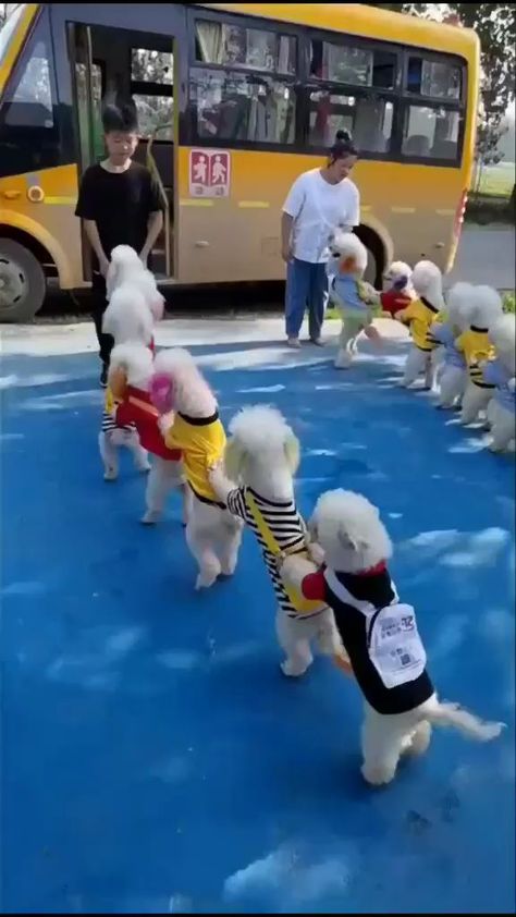 dog_lovers810 on Instagram: #doginspiration #dogdance #dogsofinstagram #puppy #puppylove #puppygram #reelsinstagram #reelkarofeelkaro #reelsvideo #reelitfeelit… Sewing Hems, Cute Animals Puppies, Very Cute Dogs, Baby Animals Funny, Cute Funny Dogs, Cute Wild Animals, Funny Dog Videos, Animal Videos