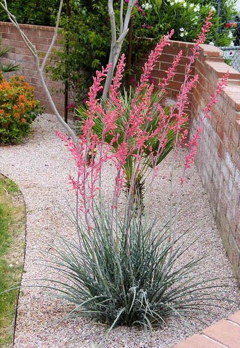 Hesperaloe Parviflora, Red Yucca, Texas Landscaping, Xeriscape Landscaping, Succulent Landscape Design, Drought Tolerant Garden, Yucca Plant, Succulent Landscaping, Drought Tolerant Landscape