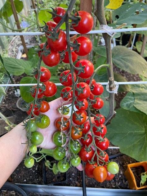 4 Ways to Grow Sweeter Tomatoes (Number One is Best) Vegetable Garden Beginner, Herbs For Beginners, Colorado Gardening, Garden Beginner, Tomato Harvest, Small House Garden, Companion Planting Vegetables, Gardening Guide, Herb Containers