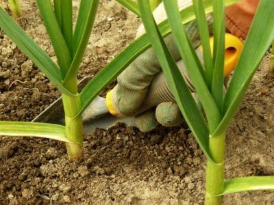 Garlic Garlic Companion Plants, Garlic Planting, Garlic Growing, Container Vegetable Gardening, Gemüseanbau In Kübeln, Planting Garlic, Growing Garlic, Container Vegetables, Fertilizer For Plants