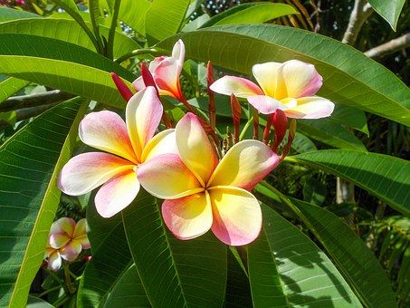 Plumeria, Flor, Tropicales, Blanco Polynesian Flowers, Hawaii State Flower, Best Flowers For Bees, Plumeria Care, Plumeria Tree, Small Flowering Plants, Hawaii Flowers, Seed Starting Mix, Tropical Backyard