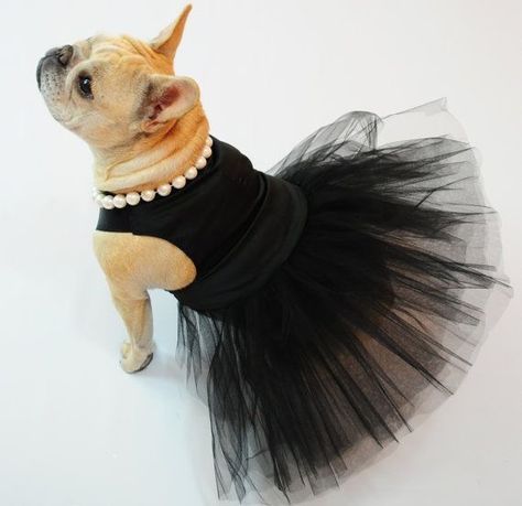 ~ French Bulldog Clothes, Dapple Dachshund, Teacup Chihuahua, 파티 드레스, The Little Black Dress, Dog Clothes Patterns, Dog Boutique, Pet Fashion, Puppy Clothes