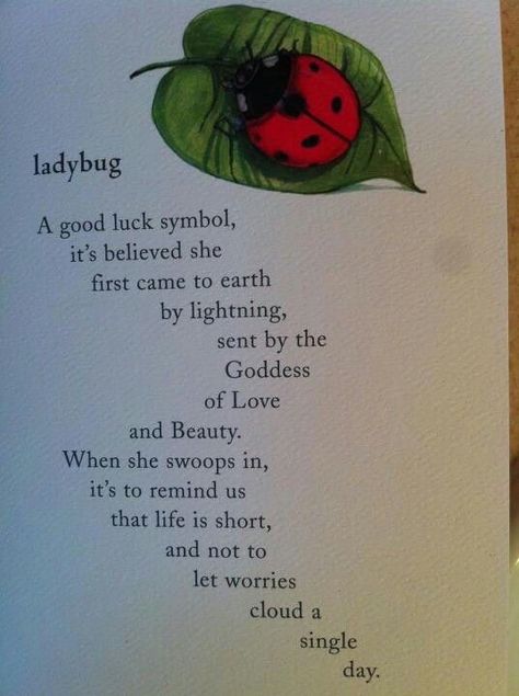 Meaning Of Ladybug Tattoo, What Do Ladybugs Symbolize, Ladybug Tattoo Meaning, Ladybug Symbolism, Bug Quotes, Ladybug Meaning, Ladybug Quotes, Ladybug Tattoo, Lady Bug Tattoo