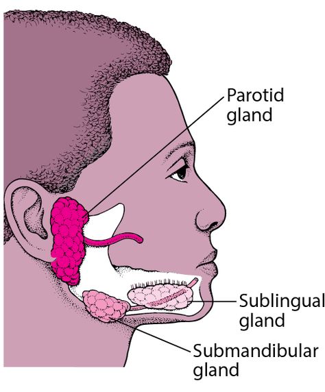 Salivary Gland Disorders - Ear, Nose, and Throat Disorders - Merck Manuals Consumer Version | Salivary gland, Parotid gland, Salivary gland infection #Memes #Parotid_Gland #Salivary_Gland Parotid Gland Swelling, Salivary Gland Infection, Ear Nose And Throat, Parotid Gland, Dental Hygiene School, Sjogrens Syndrome, Salivary Gland, Medical School Studying, Sinus Infection