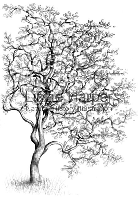 Corkscrew hazel tree Hazel Tree Drawing, Hazel Tree Tattoo, Cinderella Illustration, Corkscrew Hazel, Hazel Tree, Tree Tattoo Back, Illustration Bird, Illustration Flower, Nature Tattoo