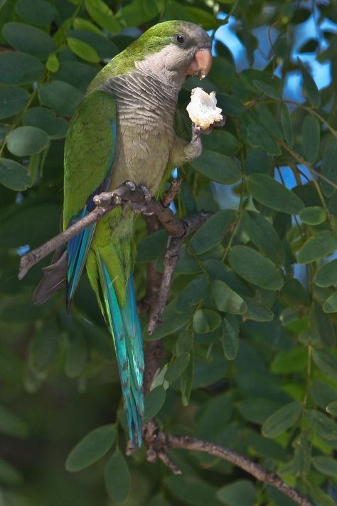 Bulb Art, Quaker Parrot, Monk Parakeet, Birds Parrots, Parakeets, Fantasy Places, Colorful Birds, Cute Birds, Animal Photo