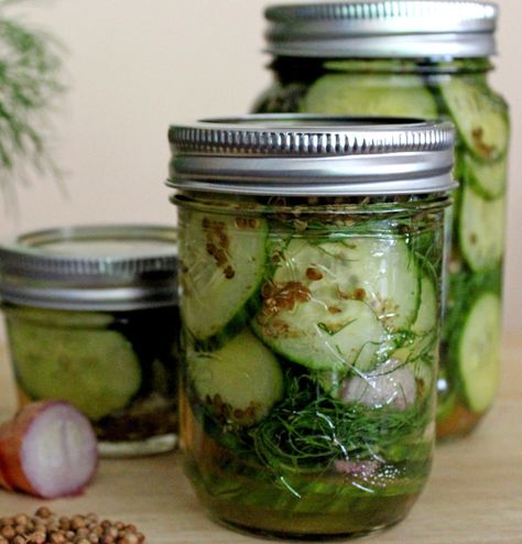 Quick pickled cucumbers with dill and coriander Refrigerator Pickles Dill, Easy Pickling Recipes, Quick Pickles, How To Make Pickles, Pickled Cucumbers, Yummy Bites, Cucumber Dill, Quick Pickled Cucumbers, Quick Pickled