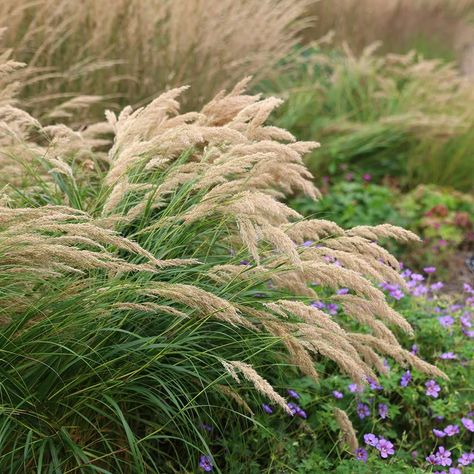 Buy pheasant grass Stipa calamagrostis: Delivery by Waitrose Garden Gravel Garden, Potted Houseplants, Winter Sunset, Late Winter, Plant Combinations, Garden Care, Ornamental Grasses, Pheasant, How To Level Ground