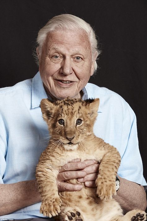 Beloved: Sir David Attenborough, who marks a remarkable 65 years on TV next year, will be the most frequent face on our screens over the festive New Year period 94th Birthday, David Attenborough, Lion Cub, Primates, 8x10 Photo, Old Man, Big Cats, Famous People, Animals And Pets