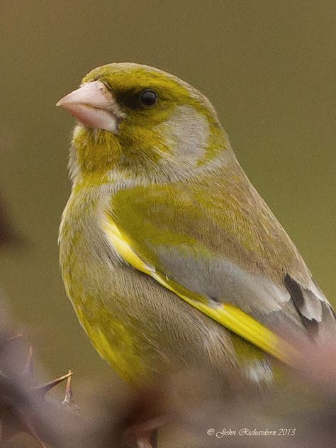 Greenfinch (Chloris chloris) known for their twittering and wheezing song. They are quite sociable finches with green and yellow plumage that prefers to consume black sunflower seeds. It is a regular garden visitor and is a common sight in woods, hedges, village gardens and orchards. Green Finch, Greenfinch, Green Iguana, British Garden, Most Beautiful Birds, Kinds Of Birds, Wild Creatures, All Birds, Bird Garden