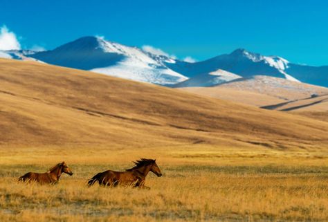 Kazakhstan Central Asia Aesthetic, Kazakhstan Wallpaper, Kazakhstan Art, Aktau Kazakhstan, Kazakhstan Architecture, Kazakhstan Landscape, Kyrgyzstan Landscape, Horses Running, Landlocked Country