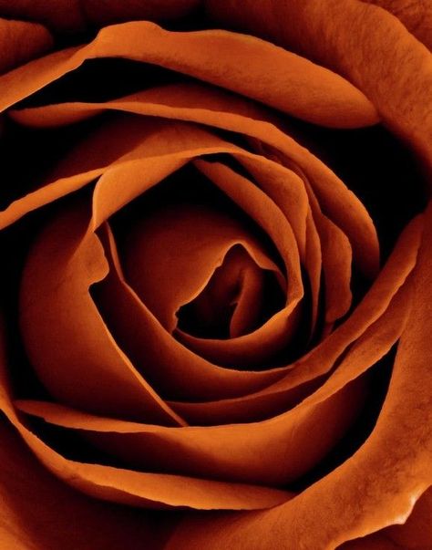 Chocolate Roses, Orange Aesthetic, Aesthetic Colors, Brown Aesthetic, Color Stories, Happy Colors, Shades Of Orange, Rust Color, Color Collection