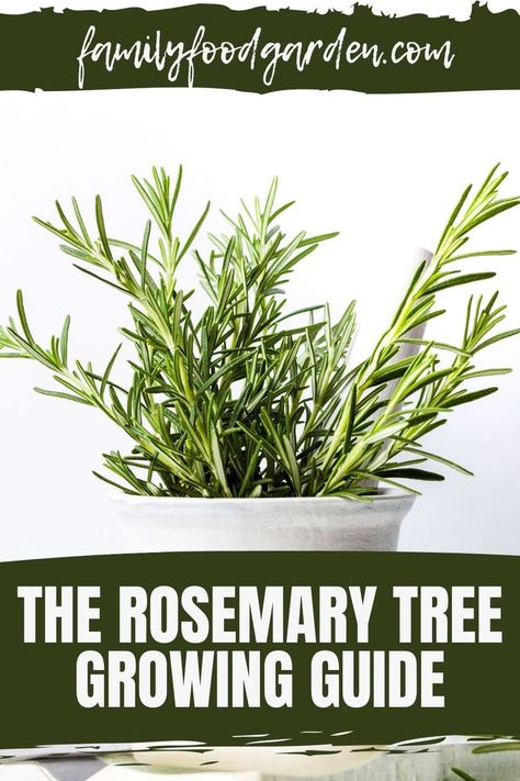 Rosemary Tree, Growing Cilantro, Garden Prepping, Healthy Fruits And Vegetables, Rosemary Plant, Tree Growing, Garden Growing, Organic Vegetable Garden, Seed Saving