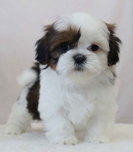 Cute Tiny Dogs, Shih Tzu Poodle Mix, Capuchin Monkeys, Cute Puppies For Sale, Shih Tzu Poodle, Dogs Tattoo, Poodle Mix Dogs, Cats And Birds, Shitzu Puppies