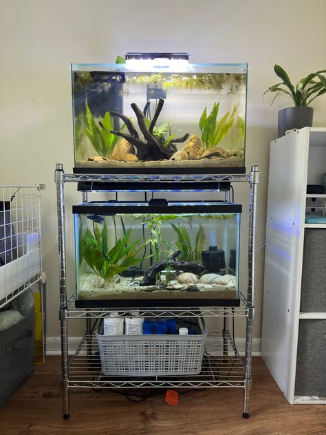 Multiple Fish Tank Setup, Fish Tank Placement Ideas, Aquascape Design Ideas, Fish Tank Rack, Fish Rack, Community Fish Tank, 5 Gallon Tank, Fish Tank Themes, Fish Tank Stand