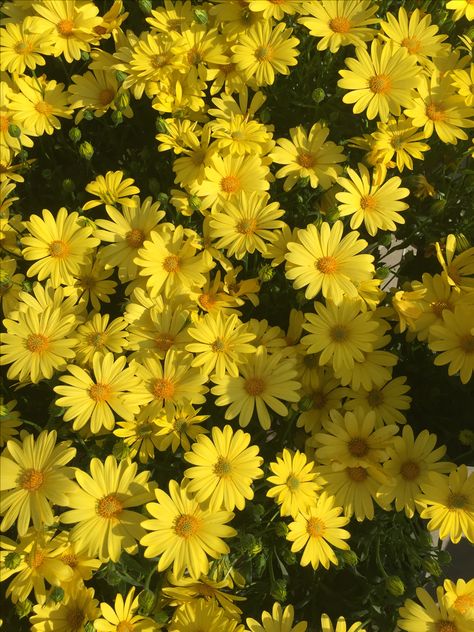 yellow daisies!! 🌼🌼🌼 #yellow #yellowflowers #daisies #flowers #aesthetic #spring #happy #wallpapers Yellow Daisy Aesthetic Wallpaper, Yellow Daisy Flower, Aesthetic Yellow, Daisy Wallpaper, Yellow Iphone, Yellow Daisy, Yellow Daisies, Spring Wallpaper, Yellow Wallpaper