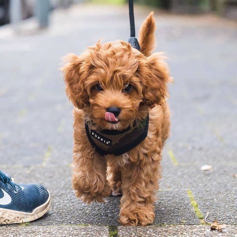 Red Maltipoo, Toy Maltipoo, Puppies Poodle, Teacup Maltipoo, Maltipoo Puppies For Sale, Maltipoo Dog, Maltipoo Puppies, Puppies Near Me, Designer Dogs