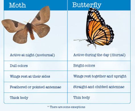 Comparison between Butterflies and Moths. Read more fun information on butterflies and moths here: http://easyscienceforkids.com/all-about-butterflies-and-moths/ Moths Vs Butterflies, Moth Activity Preschool, Moth Vs Butterfly Tattoo, Butterfly Vs Moth, Moth Craft, Moth Facts, Butterfly Information, Butterfly Lessons, Quizzes For Kids