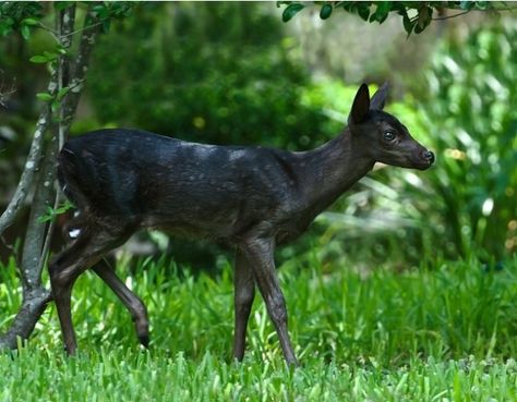 Wild!  Even rarer than albino white-tailed deer are black, or “melanistic,” white-tails. Photographer R. M. Buquoi took these photos of a melanistic fawn near Austin, Texas. Melanistic Deer, Melanistic Animals, Black Deer, Deer Pictures, Clouded Leopard, Deer Fawn, Albino Animals, Forest Creatures, Unusual Animals