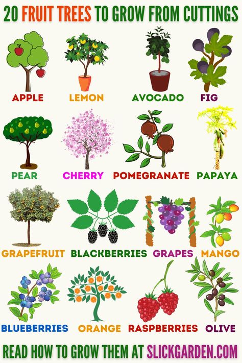 Indoor Fruit Trees, Grow From Cuttings, Fruit Tree Garden, Aesthetic Gardening, Gardener Aesthetic, Gardening Aesthetic, Growing Fruit Trees, Vegetable Garden Planning, Vegetable Garden Diy