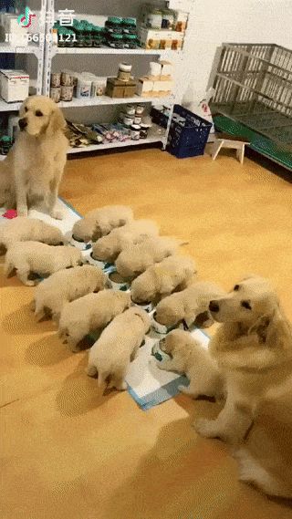 Lab Puppies, Dogs Funny, 웃긴 사진, Retriever Puppy, Cute Dogs And Puppies, Dog Gifs, Golden Retrievers, Baby Dogs, Beautiful Dogs