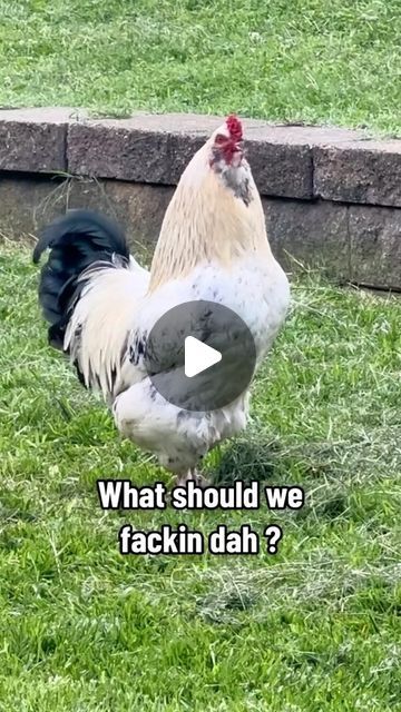 Chicken Happy Hour on Instagram: "Typical conversation between chickens 😁 #chickens #backyardchickens #chickensofinstagram #rooster #chickenhappyhour original audio: @freemanclaridge 🙌🫶🏻" Chicken Videos, Chickens Backyard, Happy Hour, Rooster, Audio, Chicken, The Originals, On Instagram, Instagram